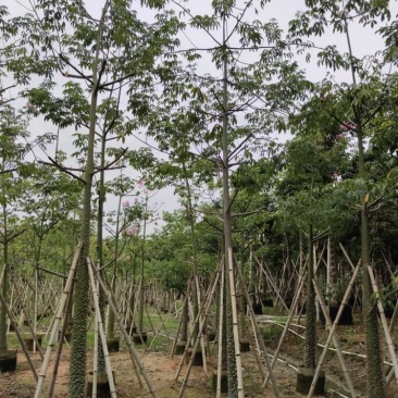 广西柳州木棉树(树靓，形状好，采购多价格优)