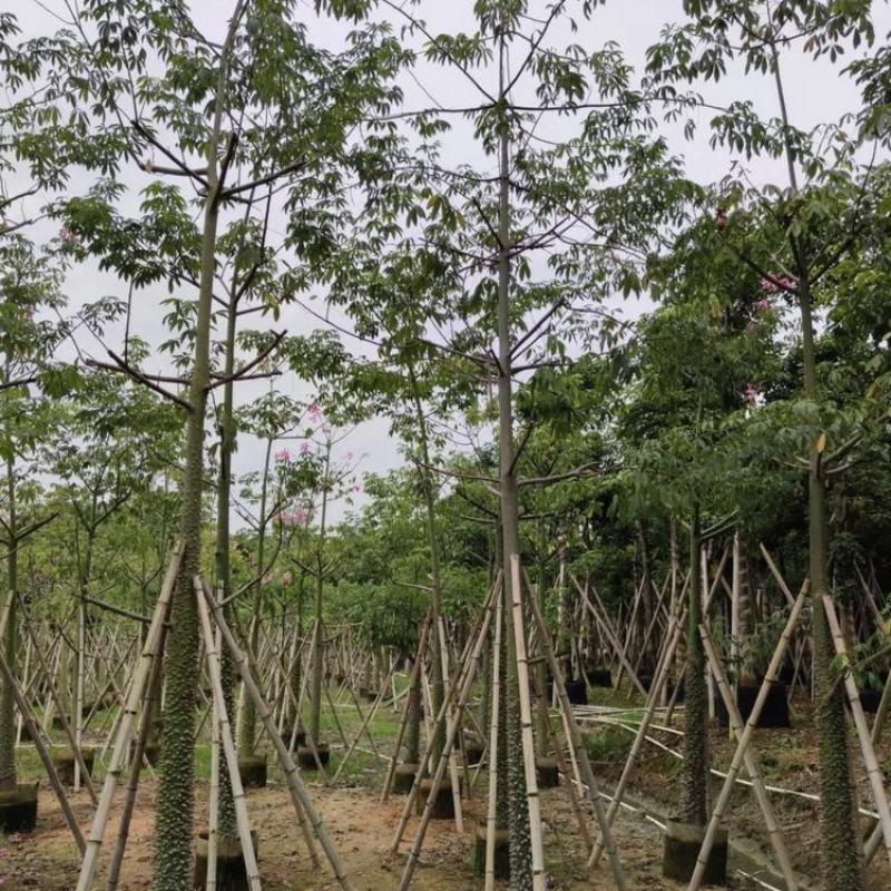 广西柳州木棉树(树靓，形状好，采购多价格优)