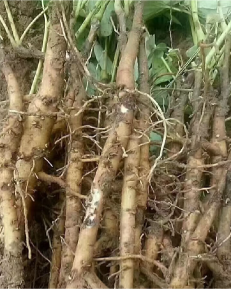 1-3年牡丹苗可供观赏可药用产地亳州