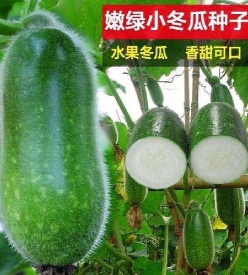 早熟小冬瓜种子高产抗病迷你小东瓜种籽春季秋季四季播种蔬菜