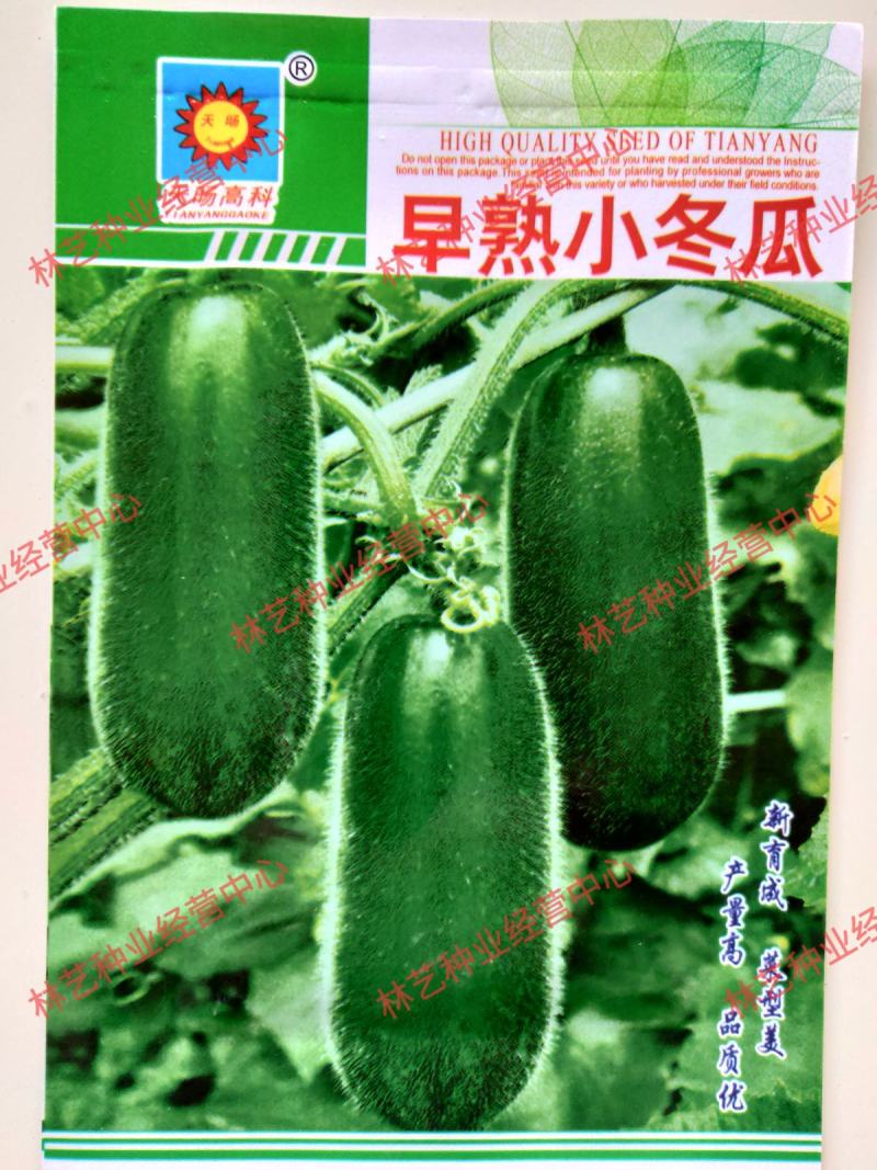 早熟小冬瓜种子高产抗病迷你小东瓜种籽春季秋季四季播种蔬菜