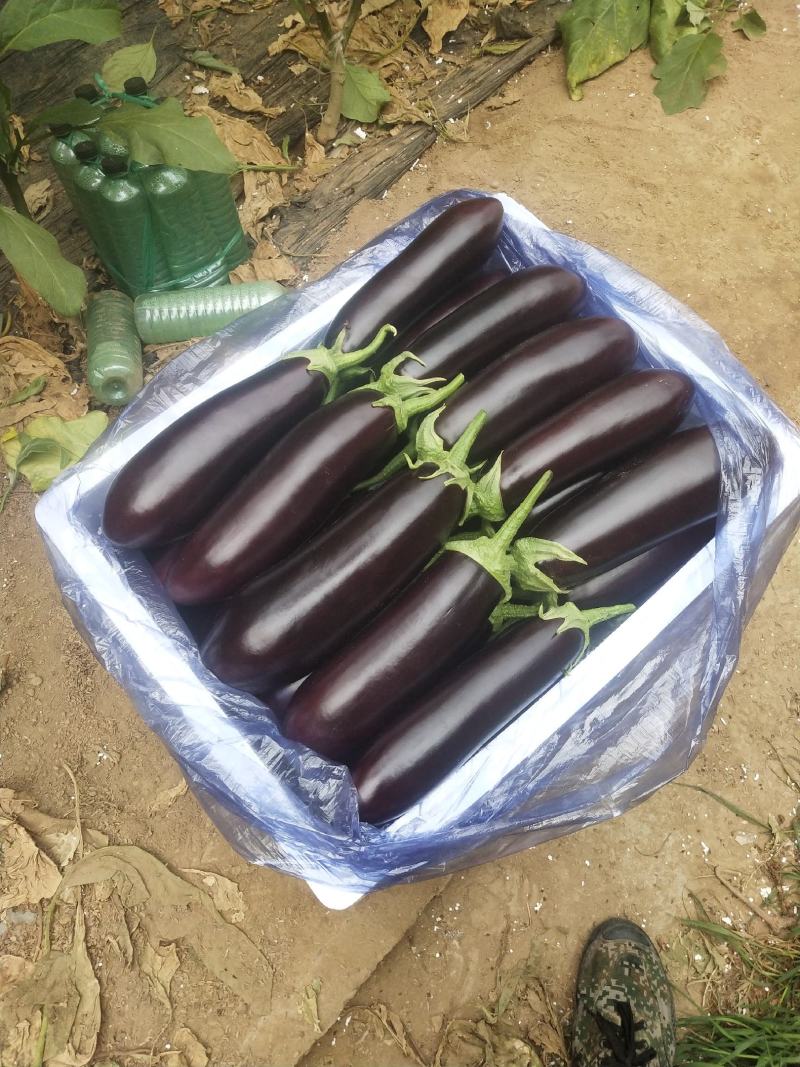 各种茄了一