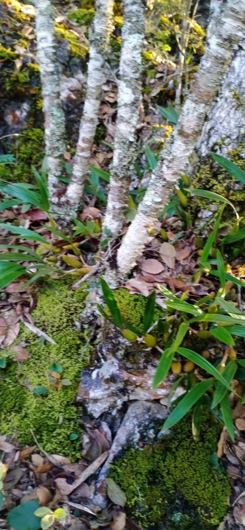 双叶大果石橄榄石仙桃产地直发现货供应量大从优