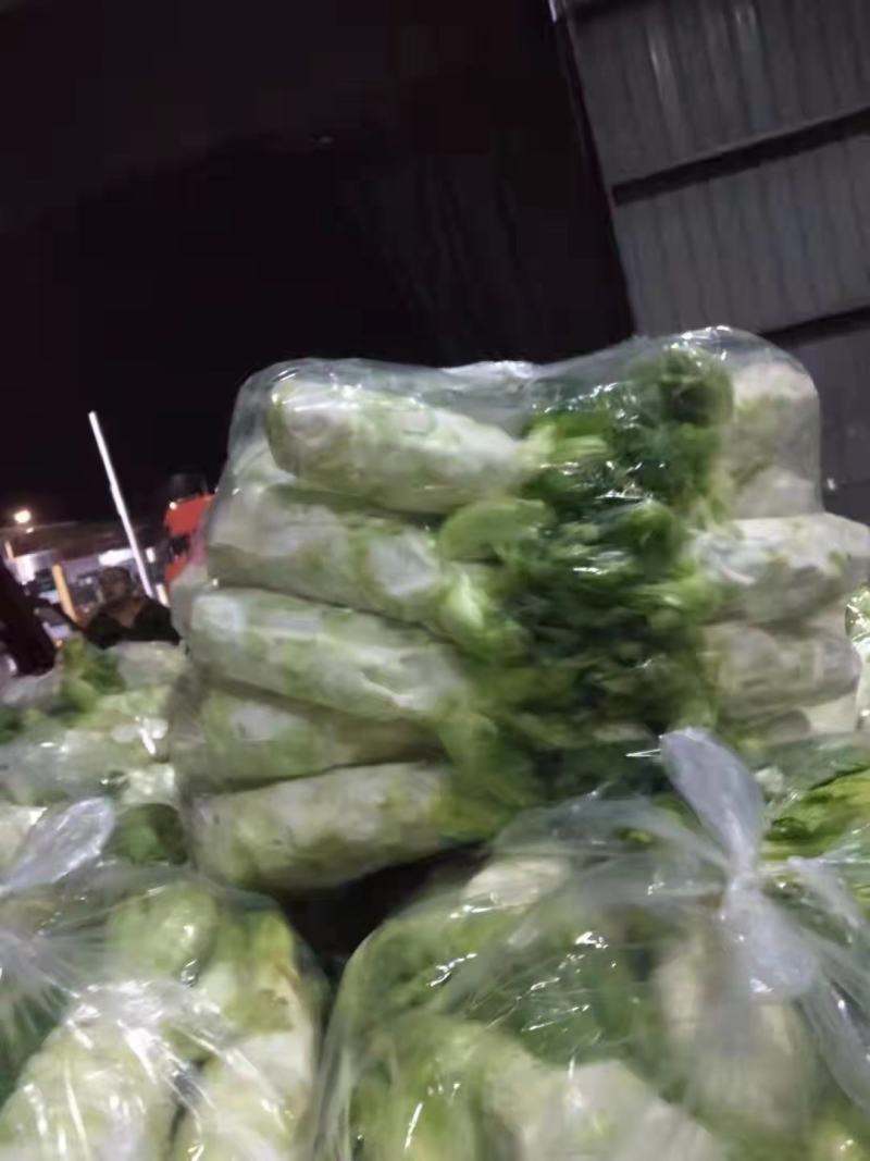 大心，小心，儿菜头大量出货