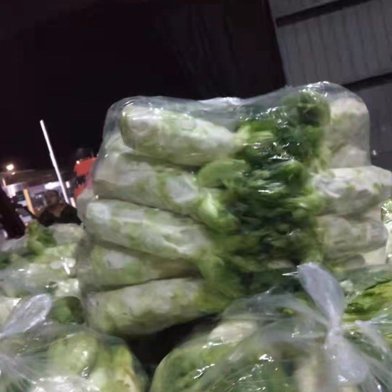 大心，小心，儿菜头大量出货