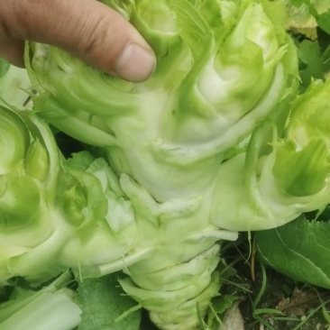 儿菜