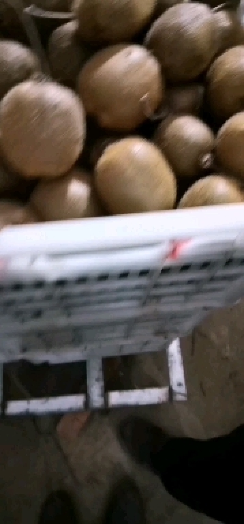 太白山优生区优质徐香猕猴桃