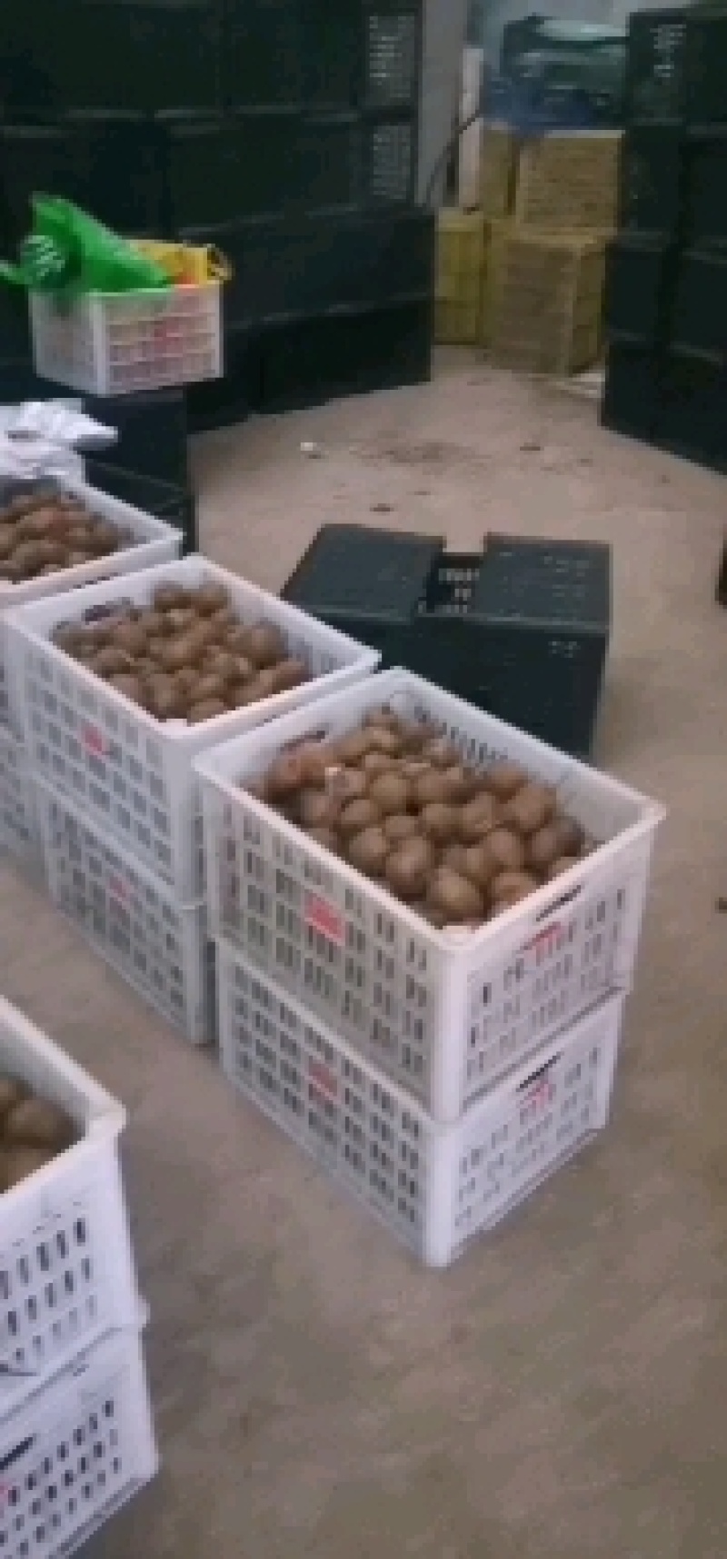 太白山优生区优质徐香猕猴桃