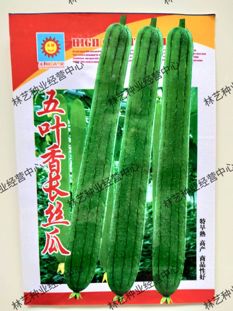 五叶香长丝瓜种子批发早熟高产抗病家庭阳台菜园盆栽四季