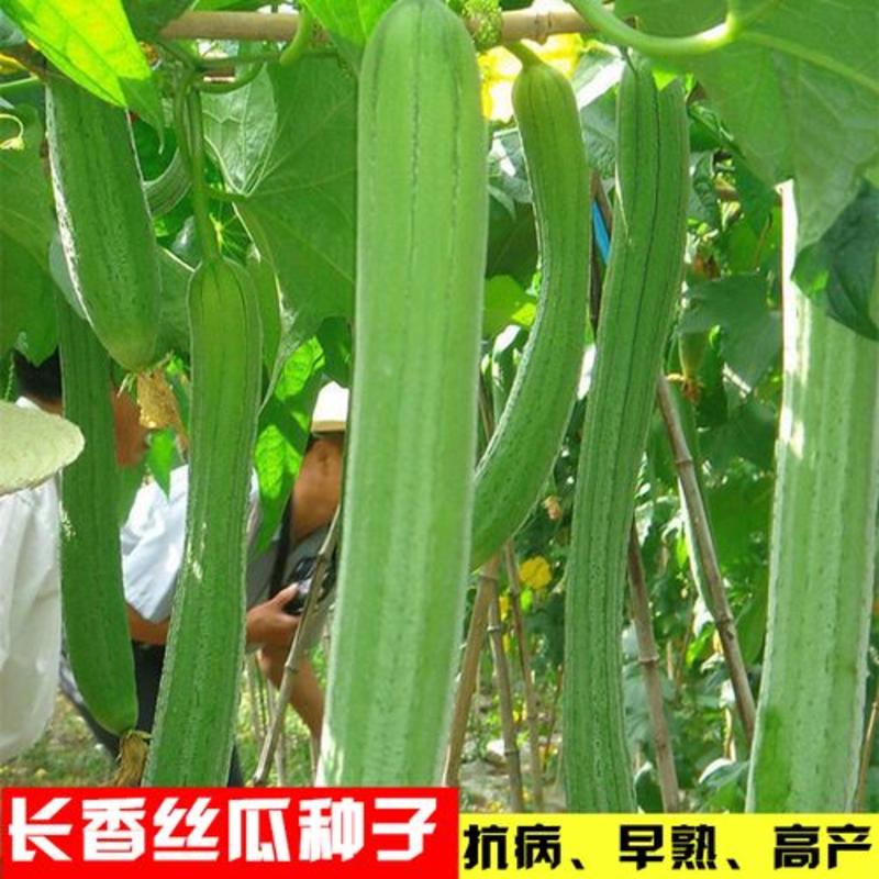 五叶香长丝瓜种子批发早熟高产抗病家庭阳台菜园盆栽四季