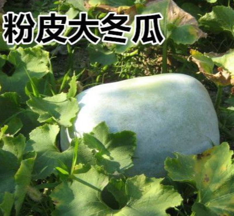粉皮冬瓜种子大冬瓜种子水果大冬瓜种籽白巨型超大四季播