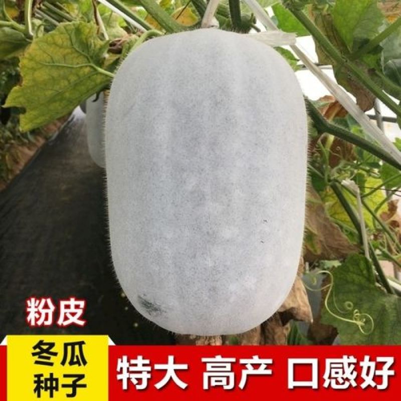 粉皮冬瓜种子大冬瓜种子水果大冬瓜种籽白巨型超大四季播
