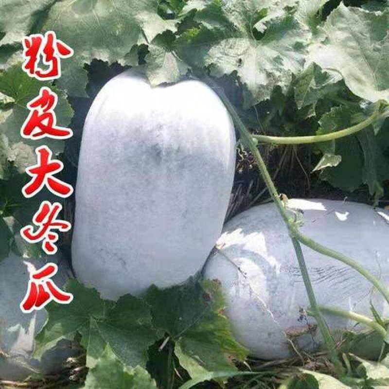 粉皮冬瓜种子大冬瓜种子水果大冬瓜种籽白巨型超大四季播