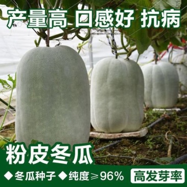 粉皮冬瓜种子大冬瓜种子水果大冬瓜种籽白巨型超大四季播
