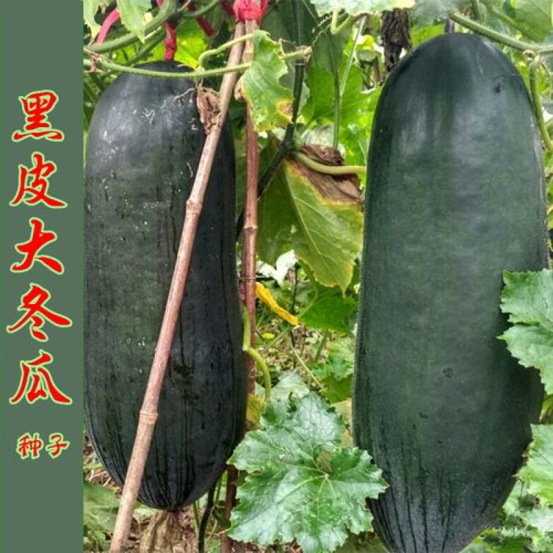 黑皮冬瓜种子铁皮大冬瓜种子四季高产冬瓜籽庭院大田蔬菜种子