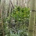 纯野生黄花倒水莲黄花参鲜货干货纯根批发
