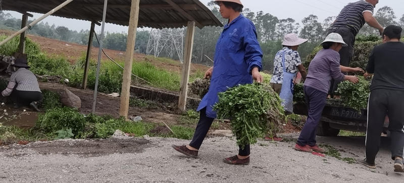 广西玉林博白县优质西洋菜种苗出售量大旱改水