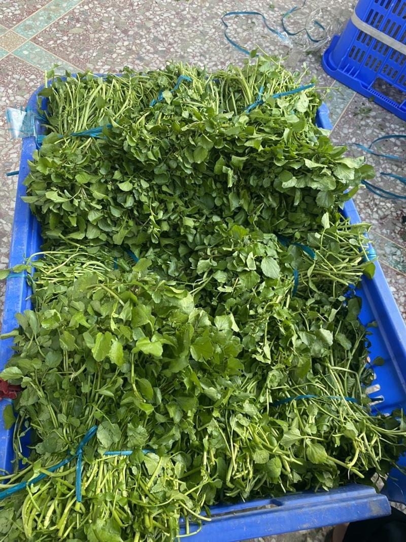 广西玉林博白县优质西洋菜种苗出售量大旱改水