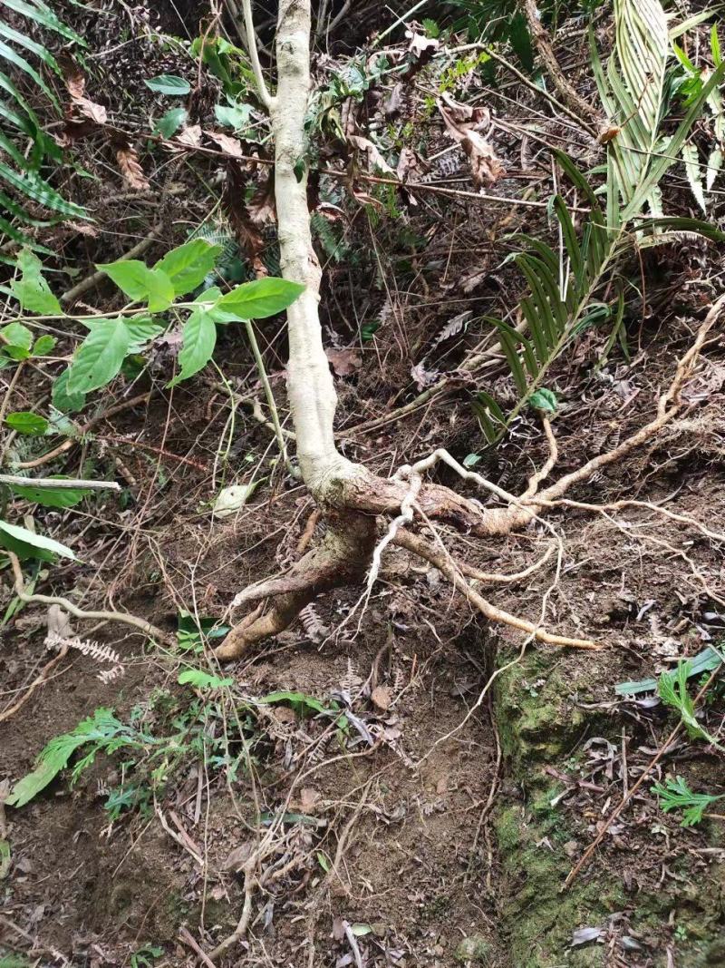 纯野生黄花倒水莲黄花参鲜货干货纯根批发