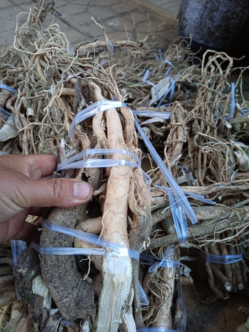 纯野生黄花倒水莲黄花参鲜货干货纯根批发