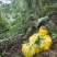 纯野生黄花倒水莲黄花参鲜货干货纯根批发