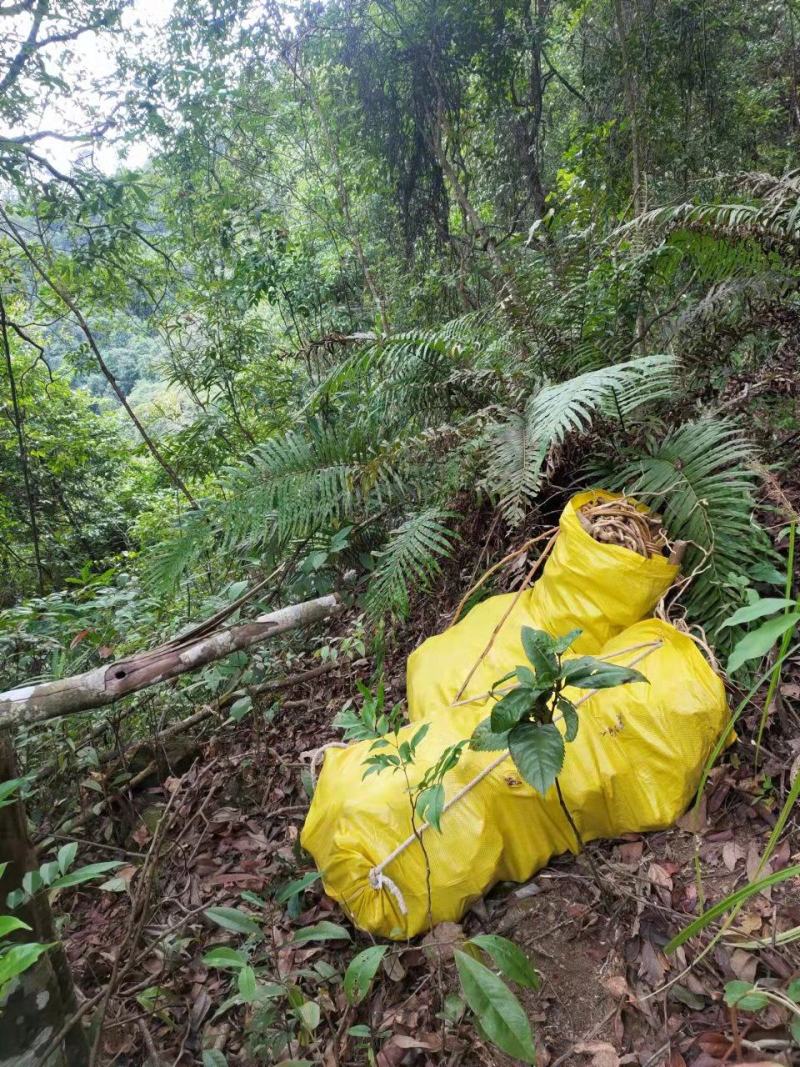 纯野生黄花倒水莲黄花参鲜货干货纯根批发