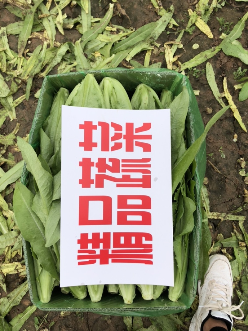 推荐🔥邯郸永年大量精品油麦上市，品质对接商超，欢迎采购
