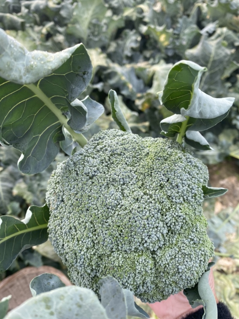 西兰花，基地一手货源，支持视频看货，线上交易