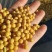 蛋白豆大颗粒东升一大粒大豆筛选7.0塔选蛋白43以上