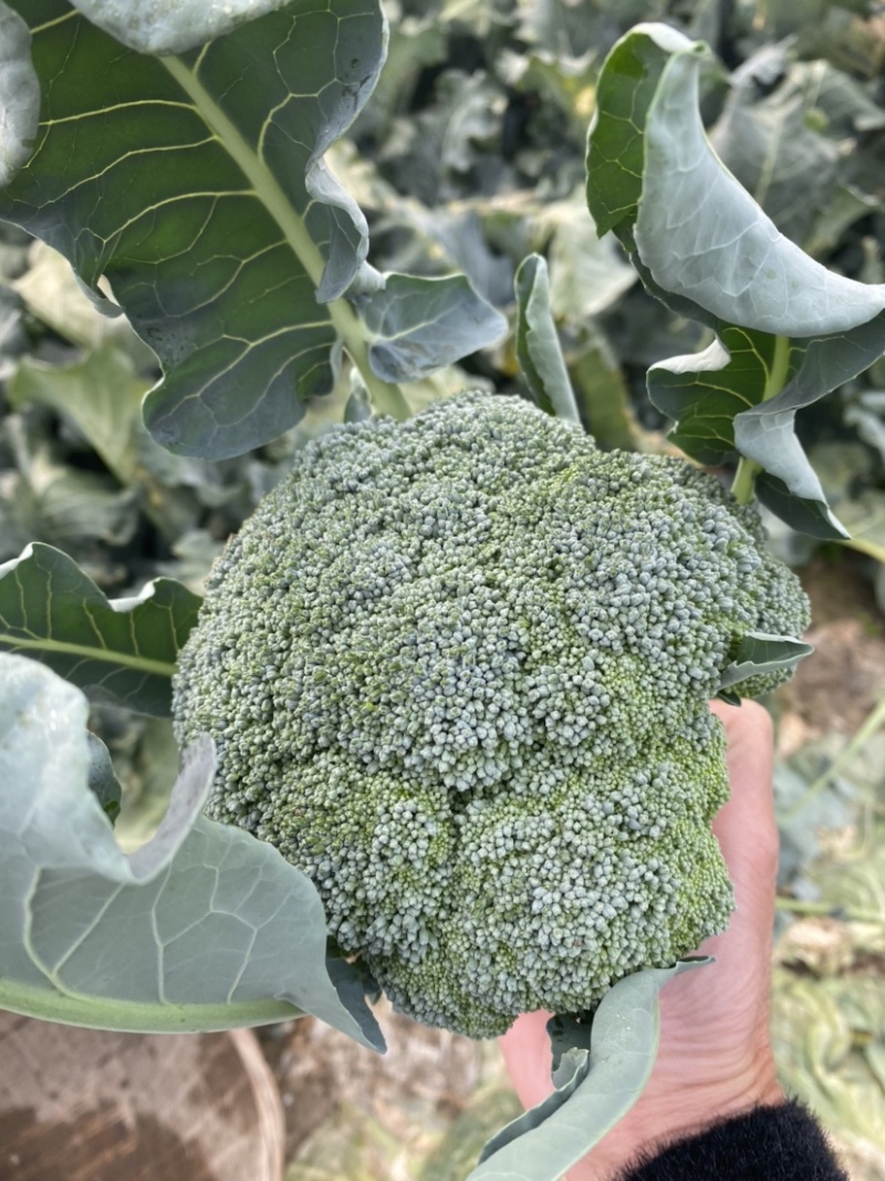 西兰花，基地一手货源，支持视频看货，线上交易