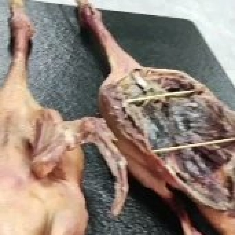 鸭