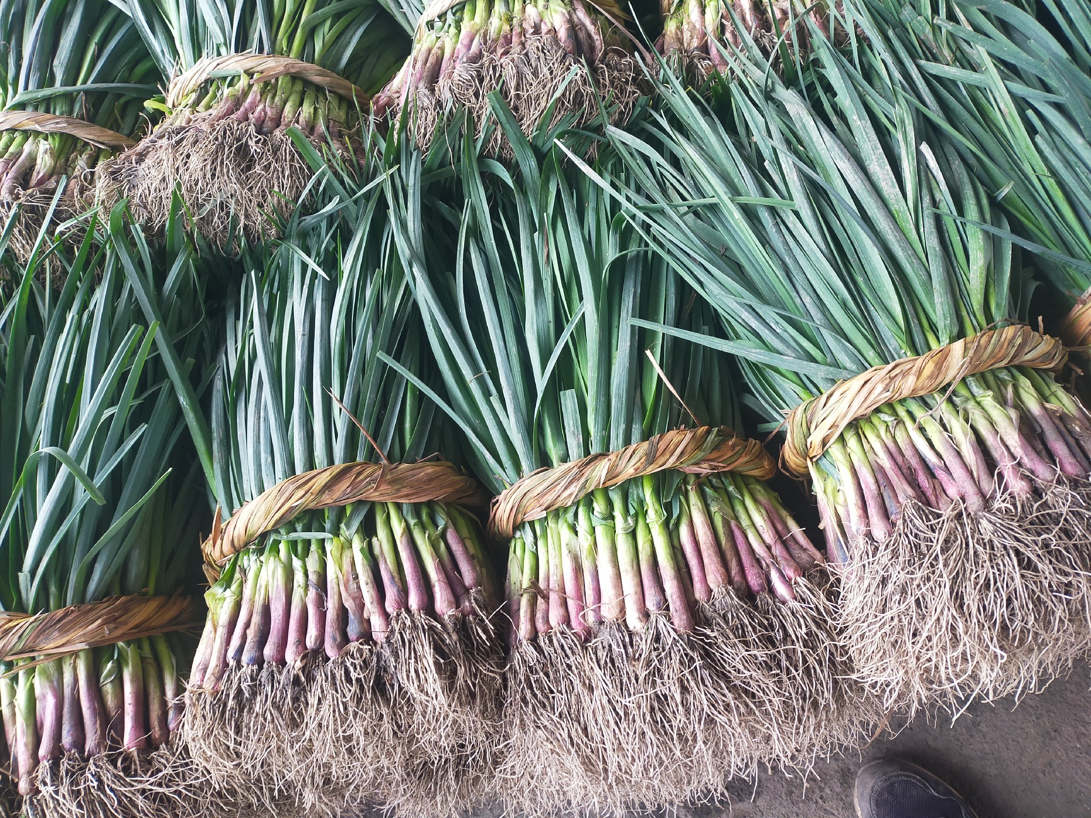 红根蒜苗成熟采收场景图