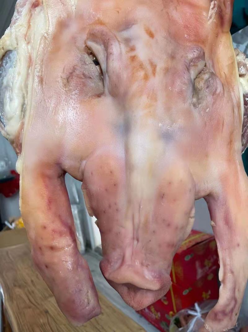 猪