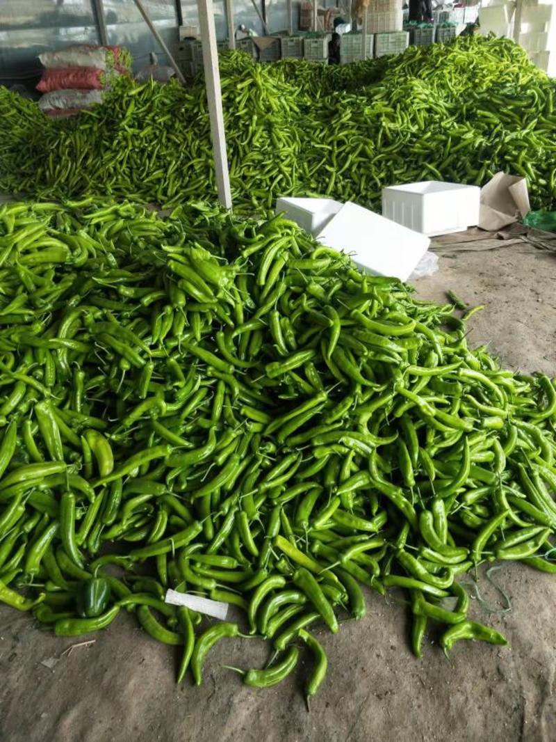 【原产地】山东暖棚黄绿薄皮辣椒大量供应对接全国市场商超