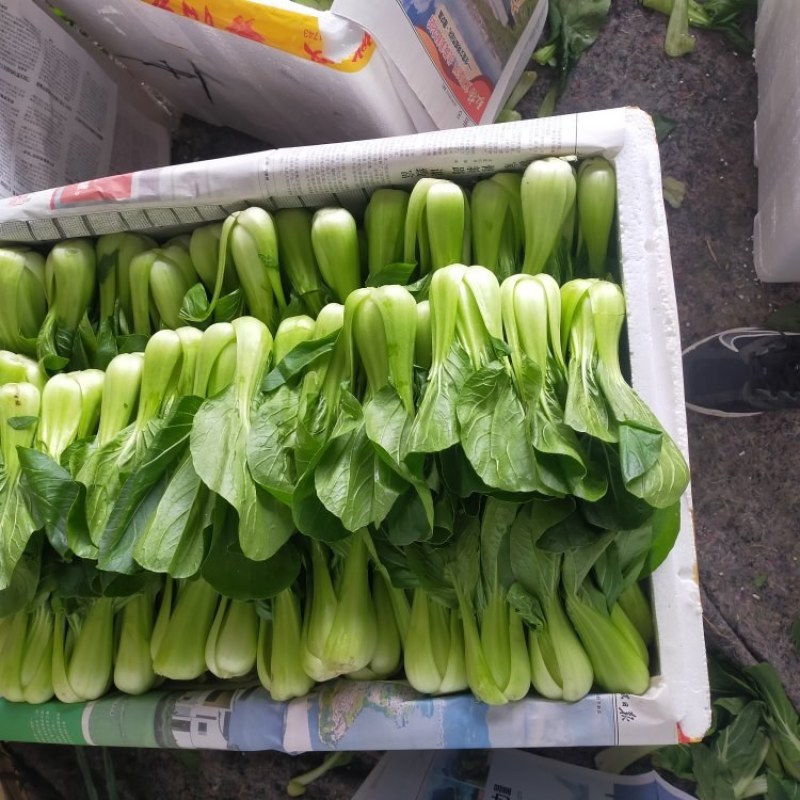 四川油菜上市了，新鲜上海青大量出货，对接批发各档口