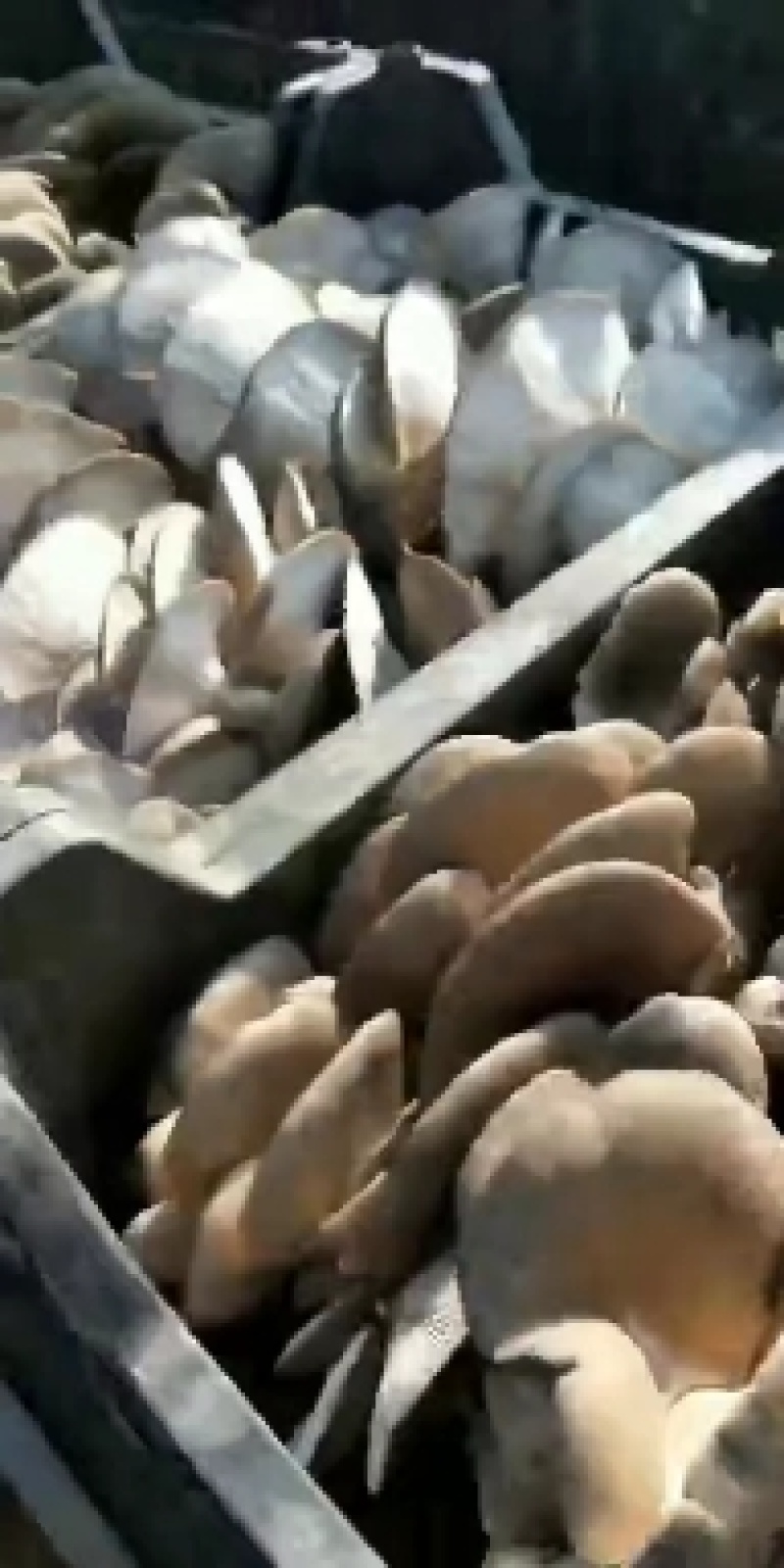 【荐】河北平菇大量上市基地发货保证质量尽快发货