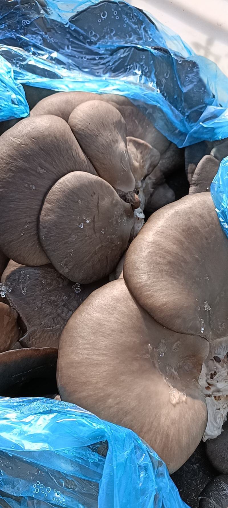 【荐】河北平菇大量上市基地发货保证质量尽快发货