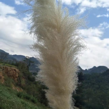 干花