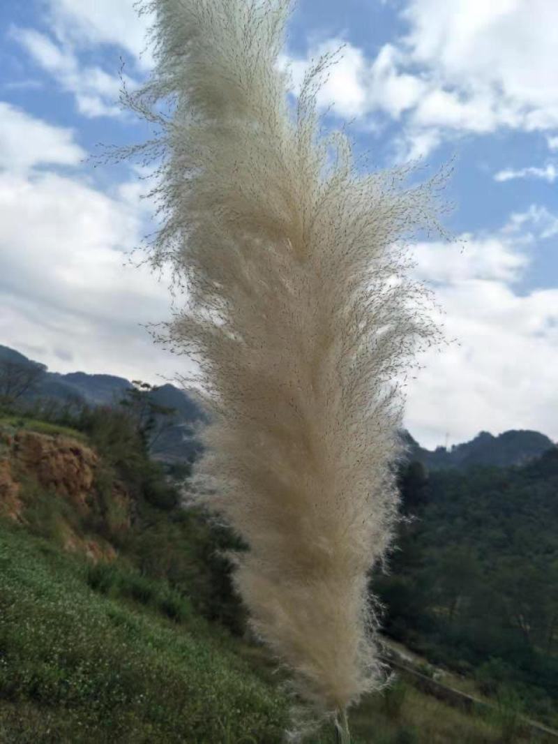 干花
