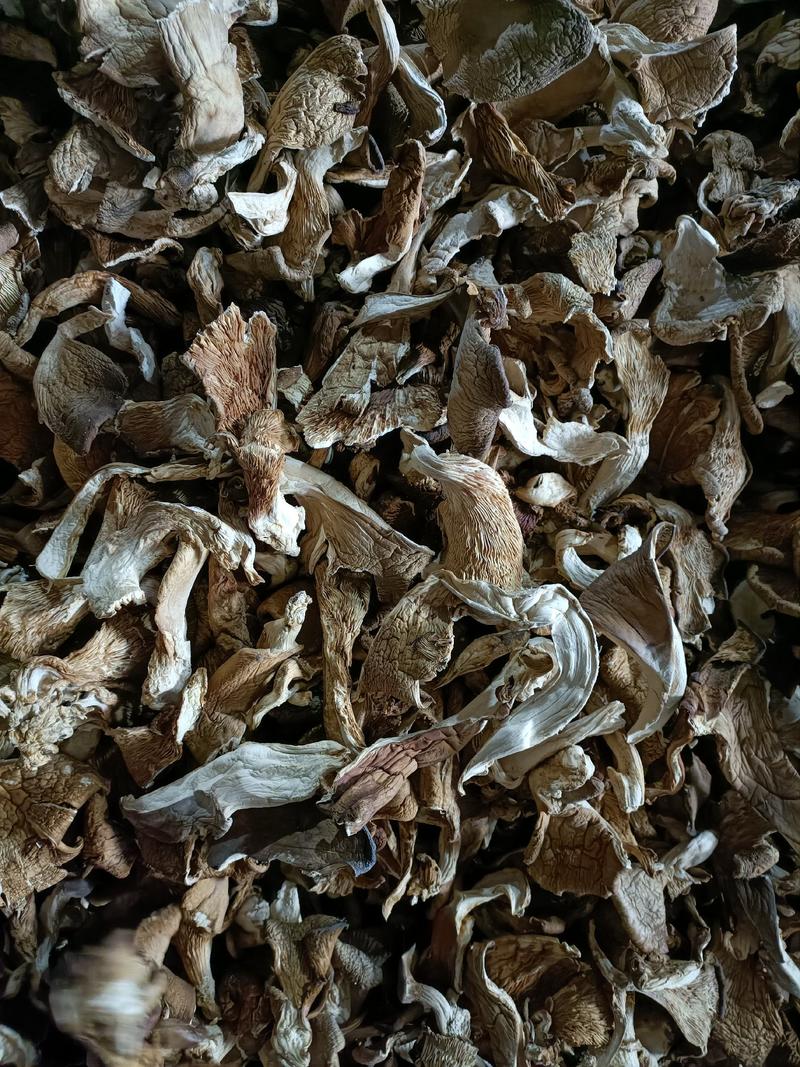 干平菇鲍鱼菇自然风干，营养健康。河北产地直供精品平菇