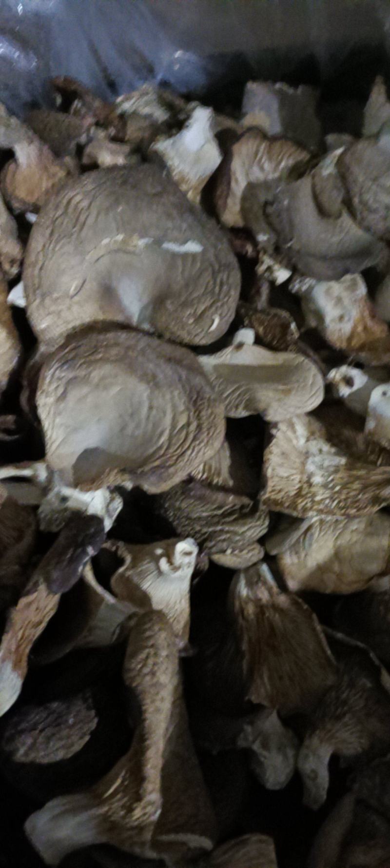 干平菇鲍鱼菇自然风干，营养健康。河北产地直供精品平菇