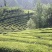 产地直销湖北五峰绿茶手工毛尖一级栗香味