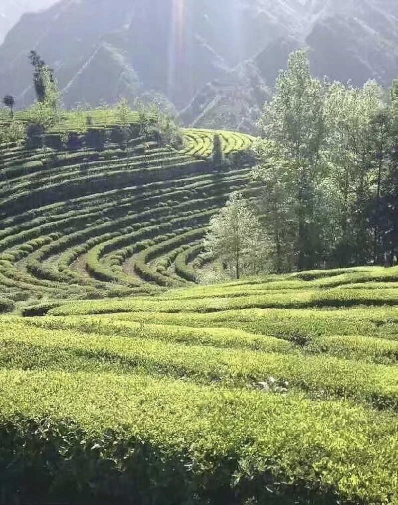 产地直销湖北五峰绿茶手工毛尖一级栗香味