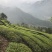 产地直销湖北五峰绿茶手工毛尖一级栗香味