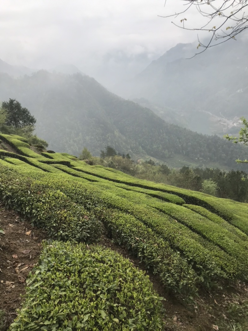 产地直销湖北五峰绿茶手工毛尖一级栗香味