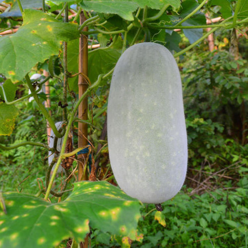 粉皮冬瓜种子高产白皮冬瓜种籽春季秋四季庭院种植种蔬菜种子