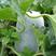 粉皮冬瓜种子高产白皮冬瓜种籽春季秋四季庭院种植种蔬菜种子