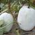 粉皮冬瓜种子高产白皮冬瓜种籽春季秋四季庭院种植种蔬菜种子
