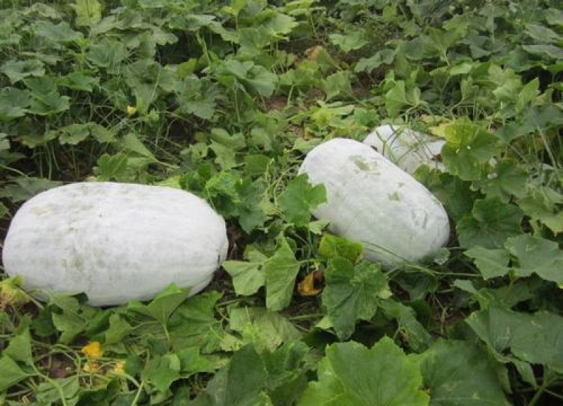 粉皮冬瓜种子高产白皮冬瓜种籽春季秋四季庭院种植种蔬菜种子