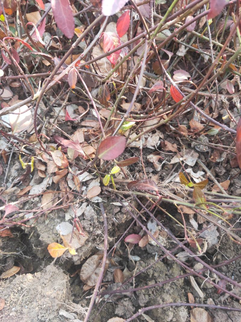 小叶扶芳藤六十长分枝多质量看如图沭阳基地量大一手货源无中
